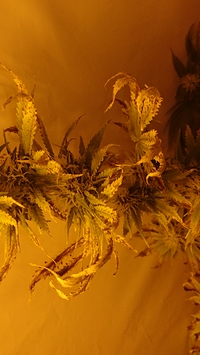 Growreport Bild 2