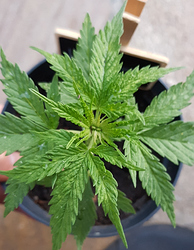 Growreport Bild 8
