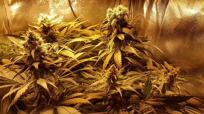 Growreport Bild 5
