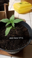 Growreport Bild 17