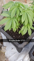 Growreport Bild 6