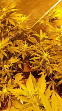 Growreport Bild 27