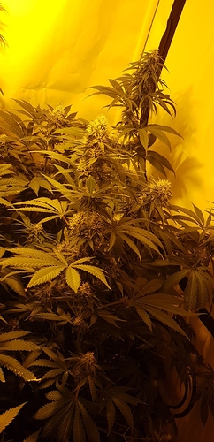 Growreport Bild 6