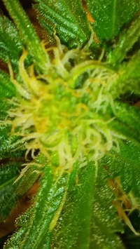 Growreport Bild 18