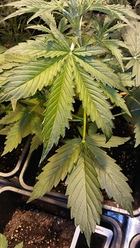 Growreport Bild 11