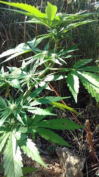 Growreport Bild 8