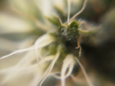 Growreport Bild 10