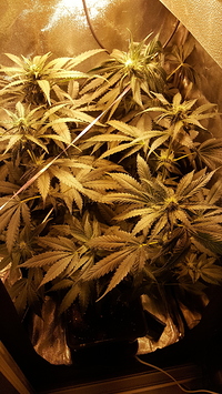 Growreport Bild 4