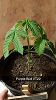 Growreport Bild 1