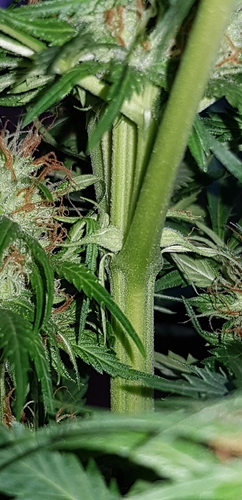 Growreport Bild 10