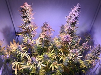 Growreport Bild 3