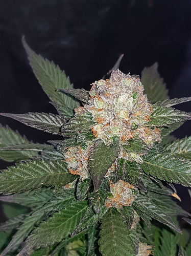 Growreport Bild 2