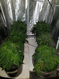 Growreport Bild 1
