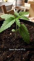 Growreport Bild 8