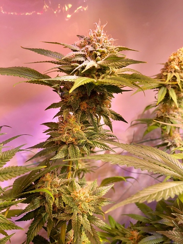 Growreport Bild 5