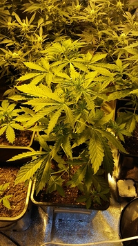 Growreport Bild 35