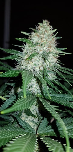 Growreport Bild 7