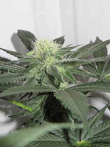 Growreport Bild 9