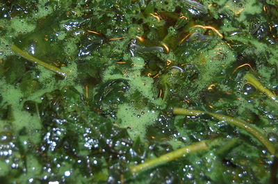 Growreport Bild 4