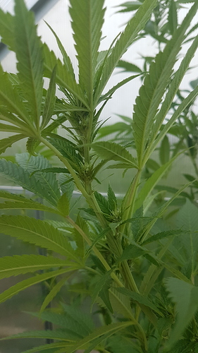 Growreport Bild 9