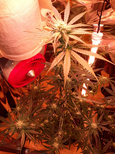 Growreport Bild 2