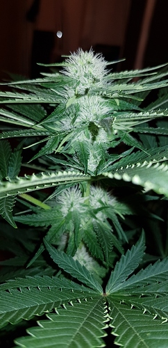 Growreport Bild 5