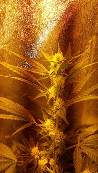 Growreport Bild 44