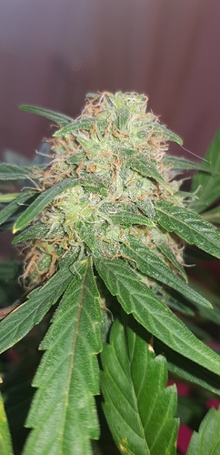 Growreport Bild 3