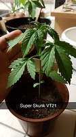 Growreport Bild 2