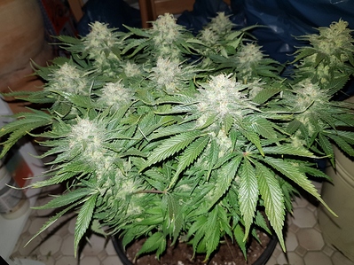 Growreport Bild 6