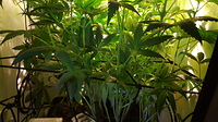 Growreport Bild 2