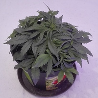 Growreport Bild 2