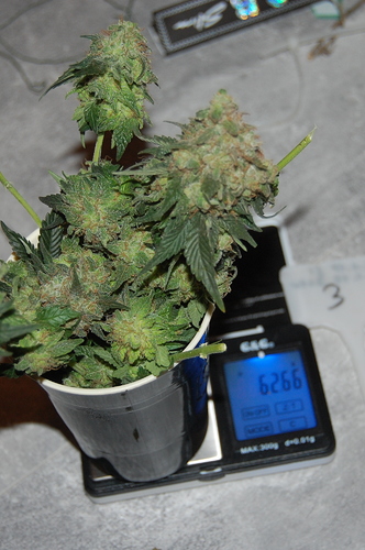 Growreport Bild 16