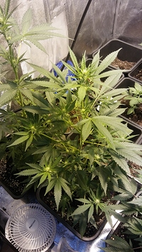 Growreport Bild 9