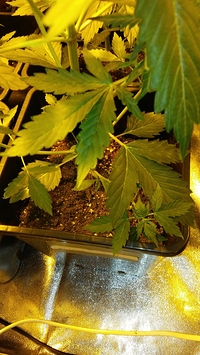 Growreport Bild 36