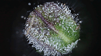 Growreport Bild 4