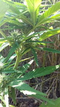 Growreport Bild 9