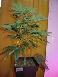 Growreport Bild 7