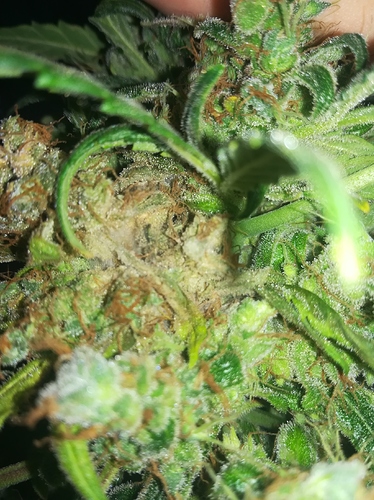 Growreport Bild 1