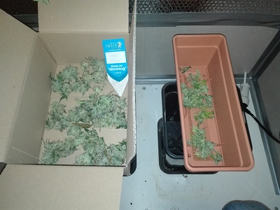 Indoor White Widow/Ice/Bubblegum XL