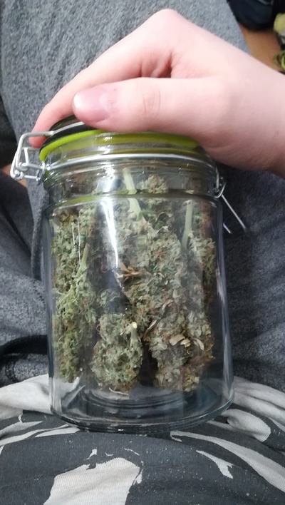 1st Grow Report Easy bud/Quick One Autom