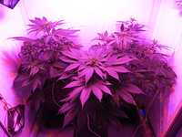 Growreport Bild 9