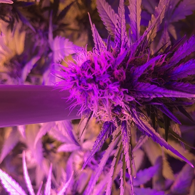 Growreport Bild 13