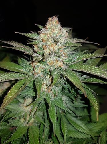 Growreport Bild 14