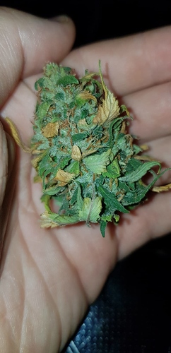 Growreport Bild 9