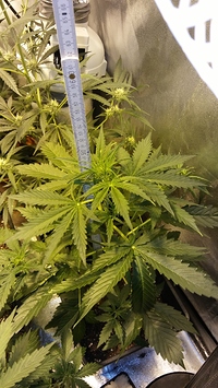 Growreport Bild 42