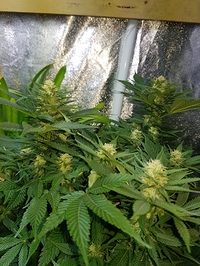 Growreport Bild 3