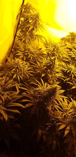 Growreport Bild 4