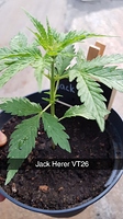 Growreport Bild 4