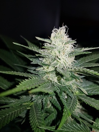 Growreport Bild 7